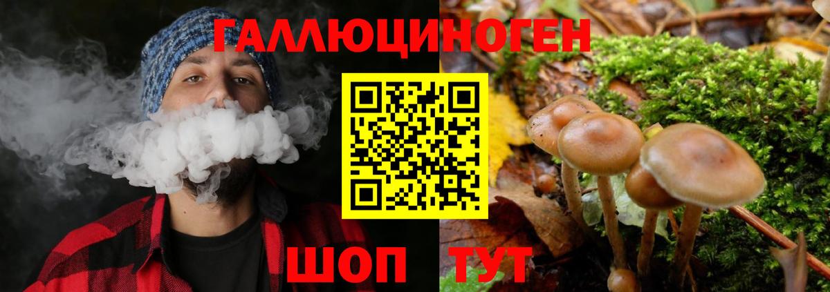 Псилоцибиновые грибы Psilocybe Мончегорск